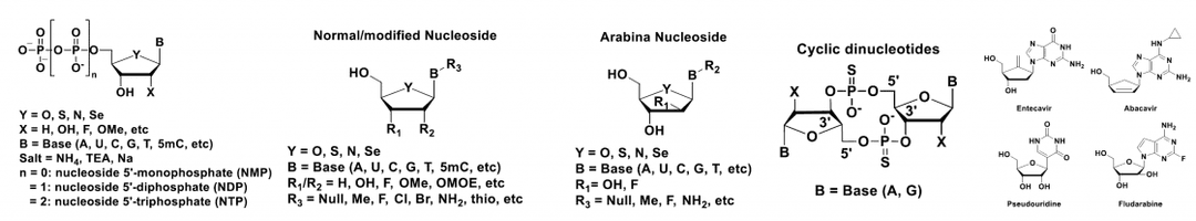 Nucleotides and Nucleosides