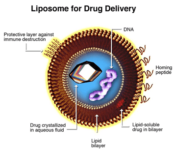 Liposome