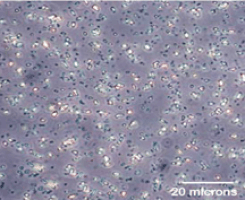 Nanocrystals (20-1000 nm)
